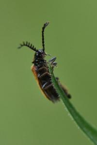 <i>Drilus flavescens</i>