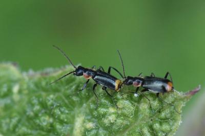 <i>Axinotarsus pulicarius</i>