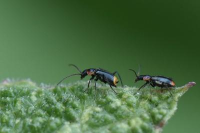 <i>Axinotarsus pulicarius</i>