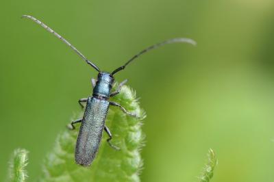 <i>Agapanthia</i>