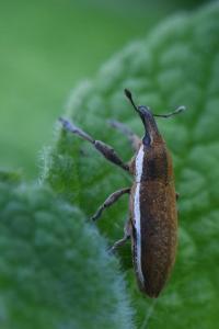 <i>Lixus ochraceus</i>