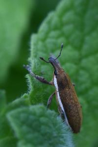 <i>Lixus ochraceus</i>