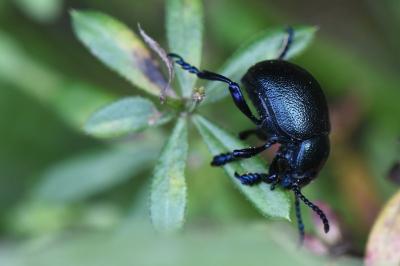 <i>Timarcha goettingensis</i>