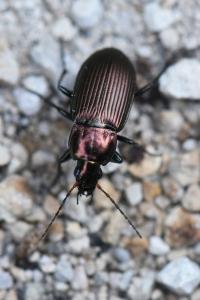 <i>Poecilus cupreus</i>