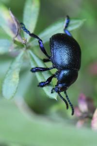 <i>Timarcha goettingensis</i>