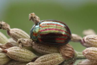 <i>Chrysolina americana</i>
