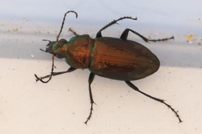 <i>Poecilus cupreus</i>