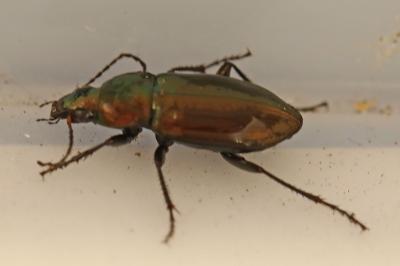 Poecilus cupreus