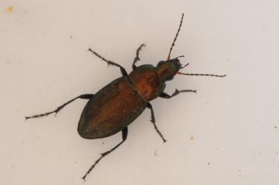 <i>Poecilus cupreus</i>