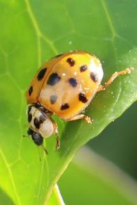 <i>Harmonia axyridis</i>