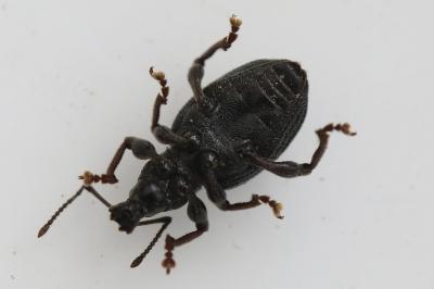 <i>Otiorhynchus</i>
