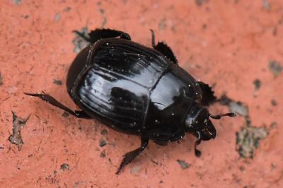 <i>Margarinotus merdarius</i>