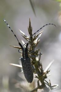 <i>Agapanthia villosoviridescens</i>