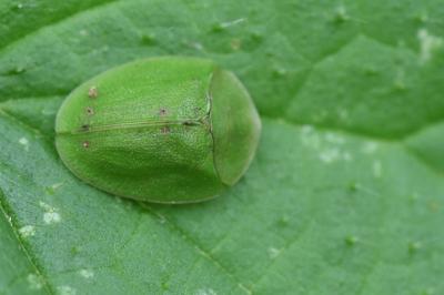 <i>Cassida viridis</i>