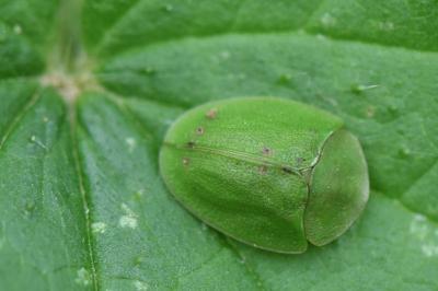 <i>Cassida viridis</i>