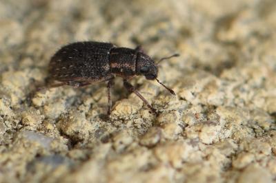 <i>Sitona hispidulus</i>