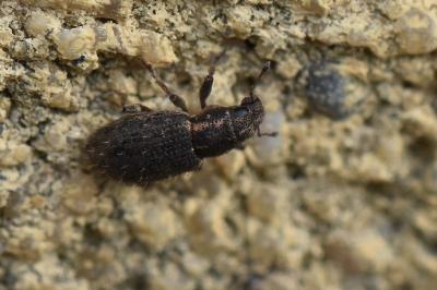 <i>Sitona hispidulus</i>