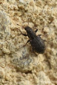 <i>Sitona hispidulus</i>