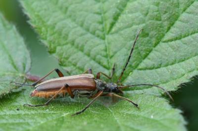 <i>Stenocorus meridianus</i>