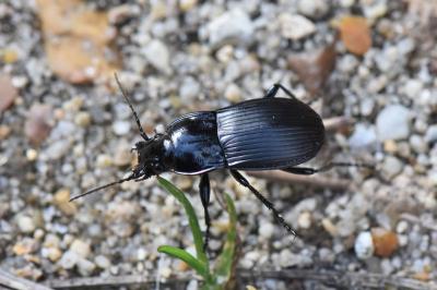 <i>Abax parallelepipedus</i>