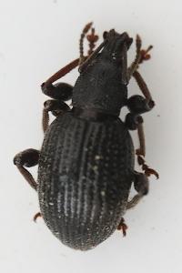<i>Otiorhynchus</i>
