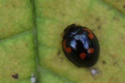 <i>Exochomus quadripustulatus</i>