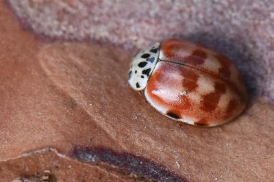 <i>Harmonia quadripunctata</i>
