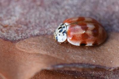 <i>Harmonia quadripunctata</i>