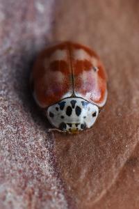 <i>Harmonia quadripunctata</i>