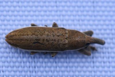 <i>Lixus ochraceus</i>