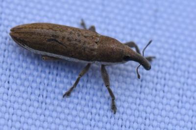<i>Lixus ochraceus</i>