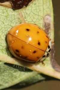 <i>Harmonia axyridis</i>