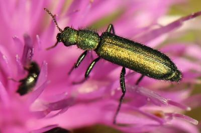 <i>Psilothrix viridicoerulea</i>