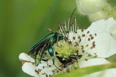 <i>Oedemera nobilis</i>