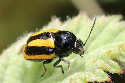 <i>Cryptocephalus vittatus</i>
