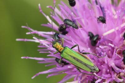 <i>Oedemera nobilis</i>