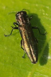 <i>Agrilus</i>