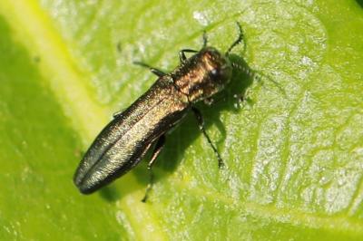 <i>Agrilus</i>