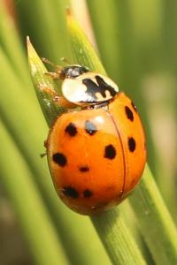 <i>Harmonia axyridis</i>