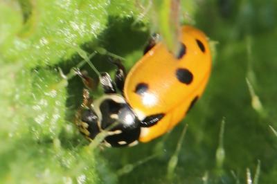 <i>Hippodamia variegata</i>