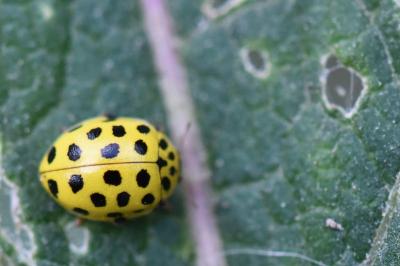<i>Psyllobora vigintiduopunctata</i>