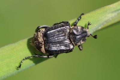 <i>Valgus hemipterus</i>