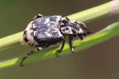 <i>Valgus hemipterus</i>