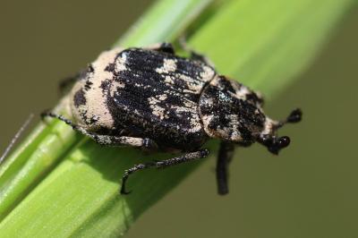 Valgus hemipterus