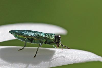 <i>Anthaxia nitidula</i>