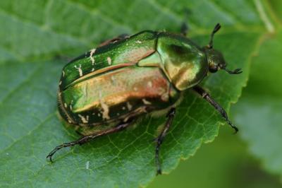 Cetonia aurata