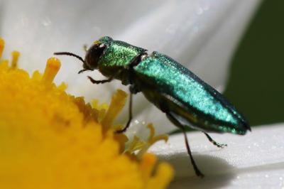 <i>Anthaxia nitidula</i>