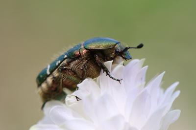 <i>Cetonia aurata</i>