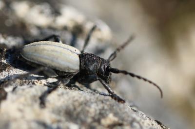 <i>Iberodorcadion fuliginator</i>