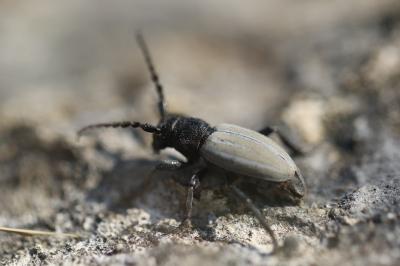 <i>Iberodorcadion fuliginator</i>